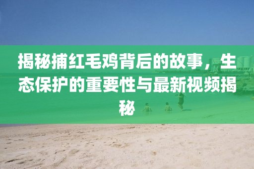 揭秘捕紅毛雞背后的故事，生態(tài)保護(hù)的重要性與最新視頻揭秘
