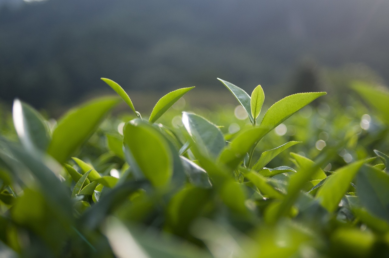 茼蒿最新價(jià)格行情及分析