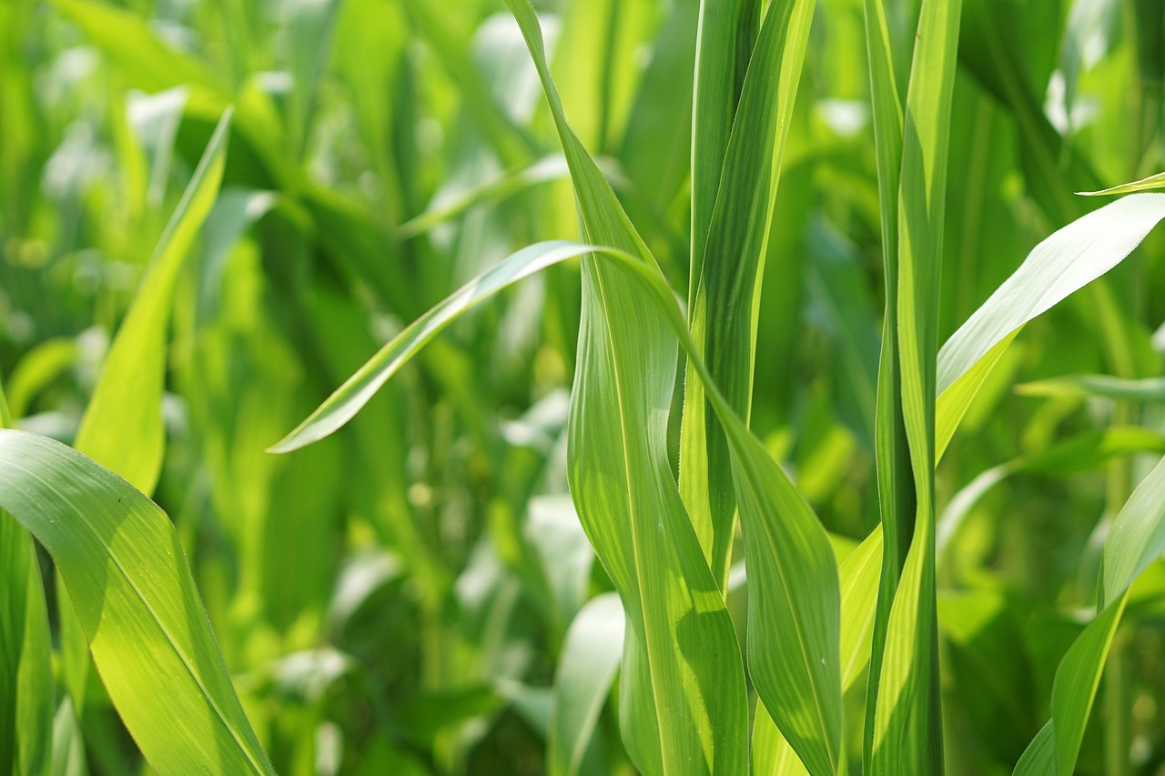 安丘香菜最新價(jià)格及分析概述
