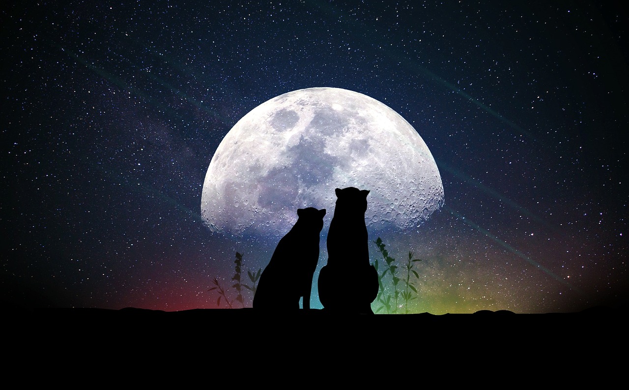 夜場最新章節(jié)閱讀，探索未知情感世界的奧秘