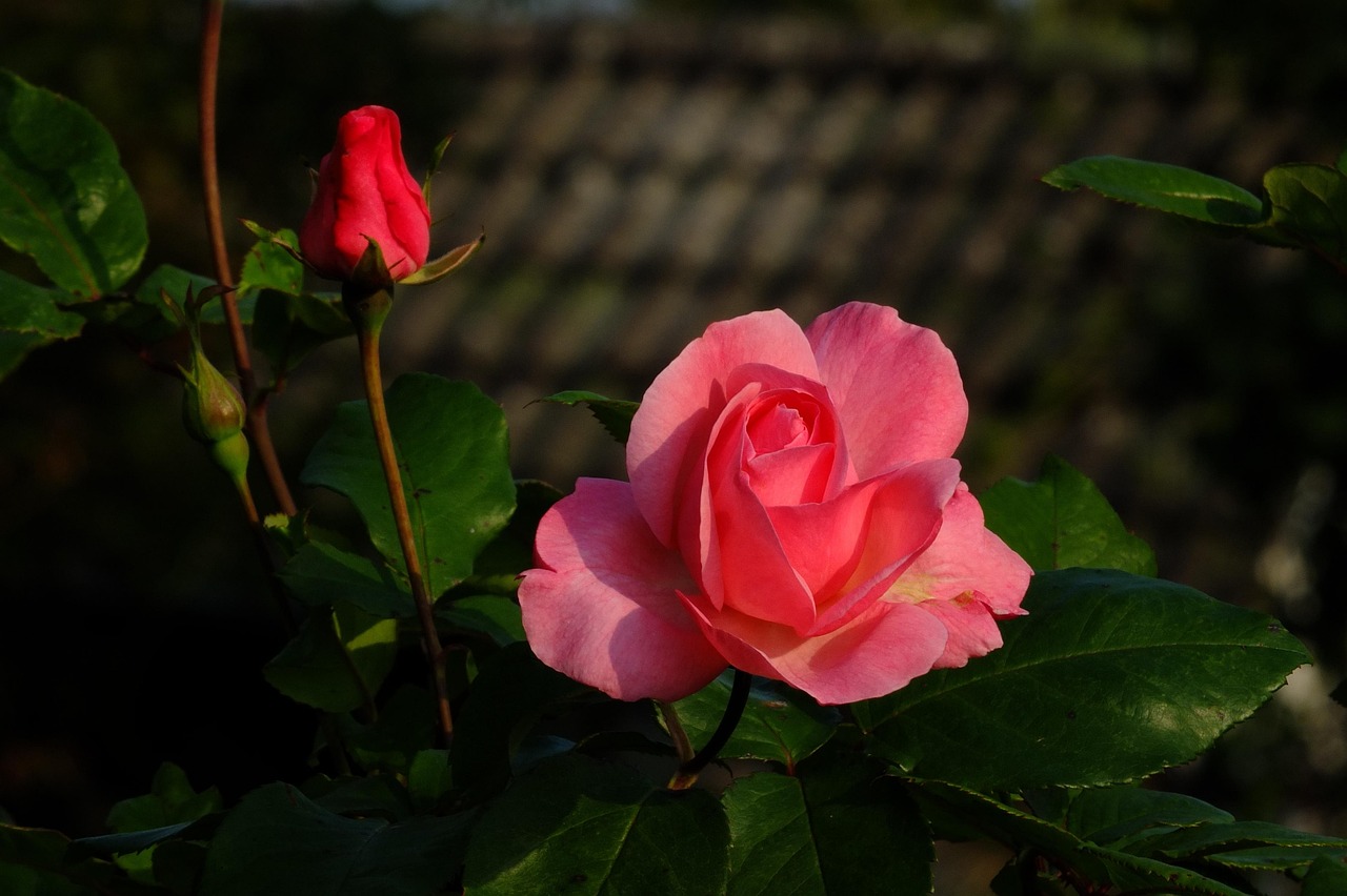 五月待綻薔薇電影，期待與綻放的魅力