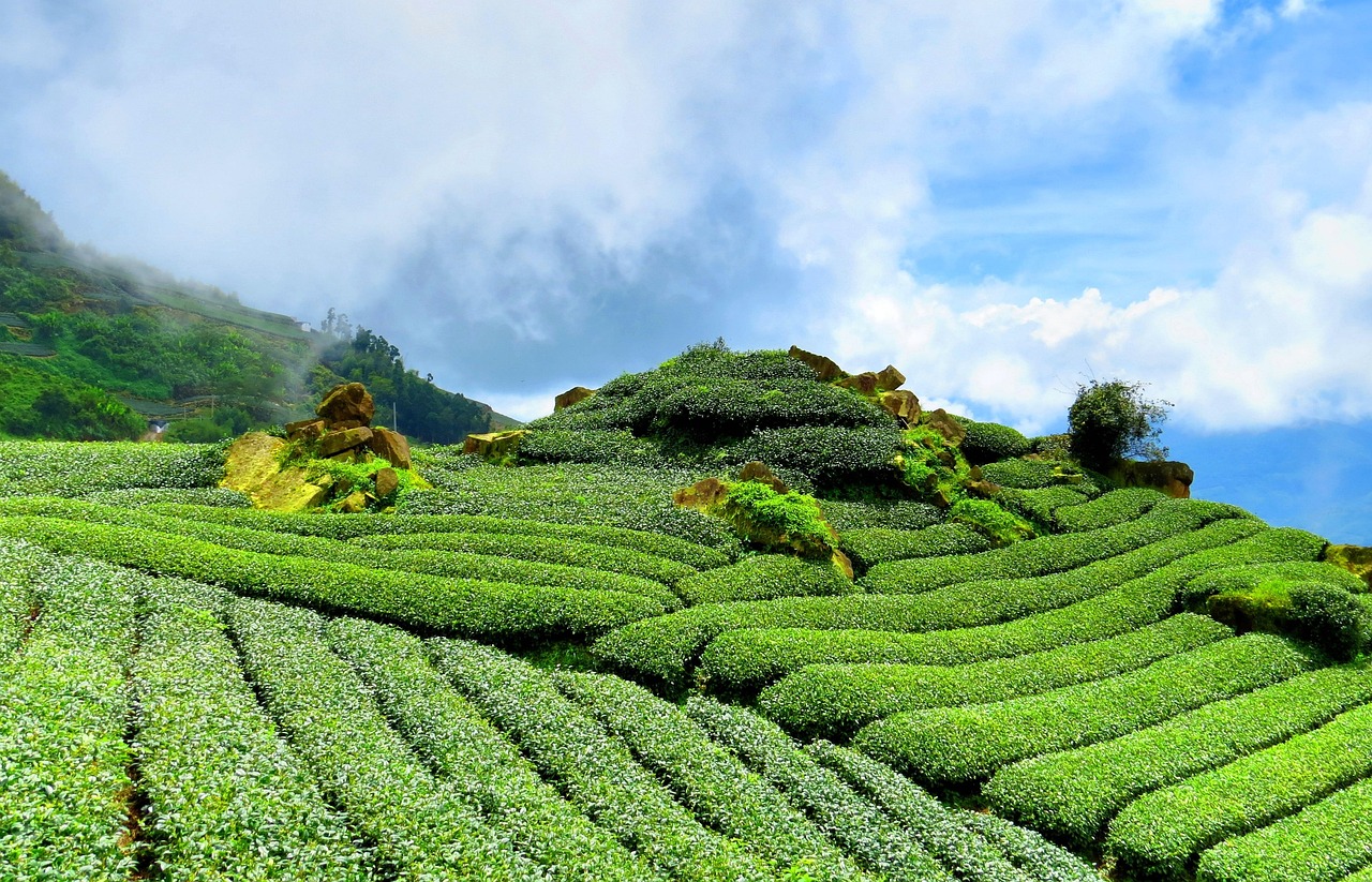 五月葉福新茶葉價(jià)格大全，最新茶葉價(jià)格一覽表