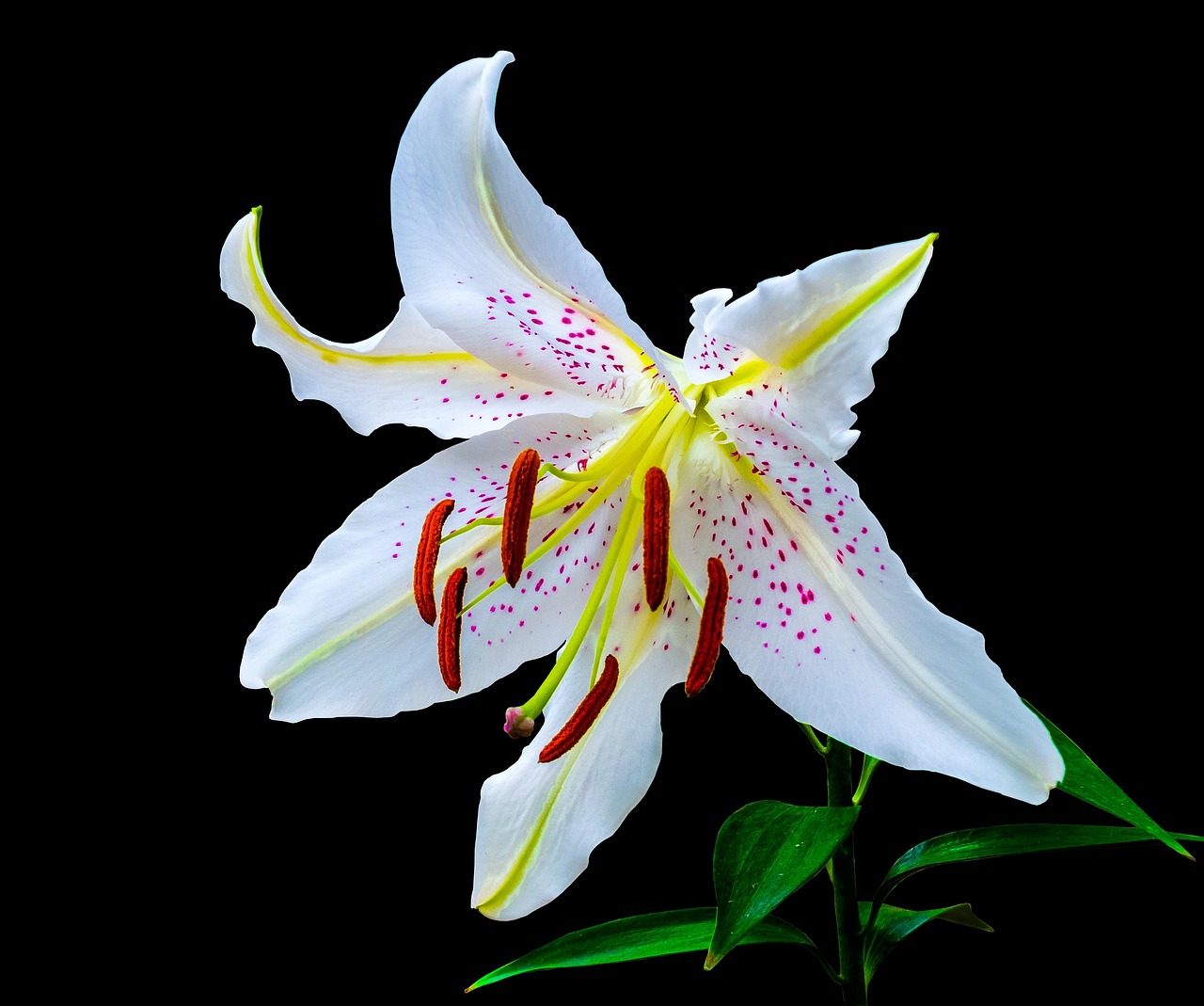 五月百合花集團上市慶典，展望綻放的機遇與未來